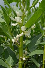 Impfung von Leguminosen