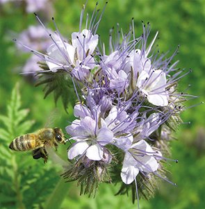 Bienen Pacelia