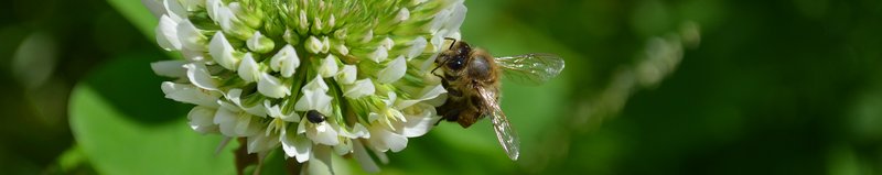 Blühmischungen für Agrarumweltprogramme